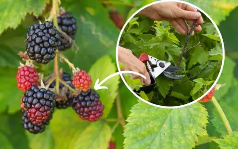 Jak przycinać jeżyny? Sekret obfitych plonów i zdrowych krzewów