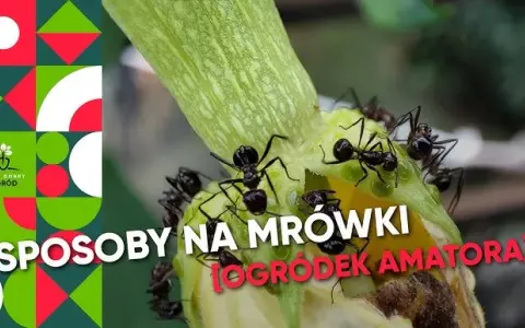 Skuteczne sposoby na mrówki w ogrodzie: domowe i chemiczne