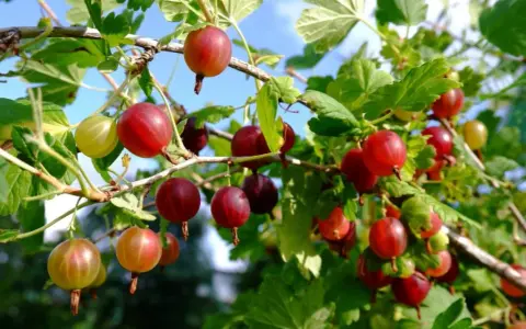Jak przycinać agrest? Poradnik krok po kroku dla obfitych plonów