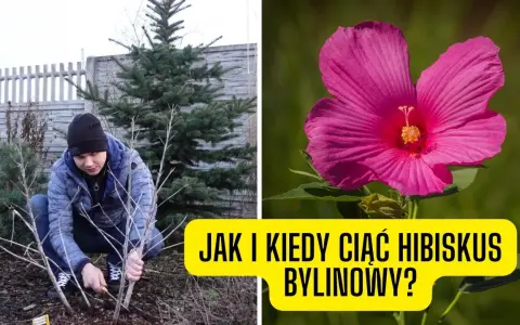 Kiedy przycinać hibiskusa? Wiosna to klucz do obfitego kwitnienia