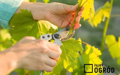 Jak przycinać winogrona? Kompleksowy poradnik krok po kroku
