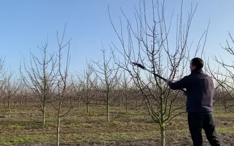 Jak przycinać śliwę węgierkę? Sekret obfitych plonów i zdrowego drzewa