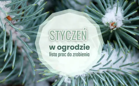 Gałązki świerku pokryte śniegiem z napisem "Styczeń w ogrodzie".