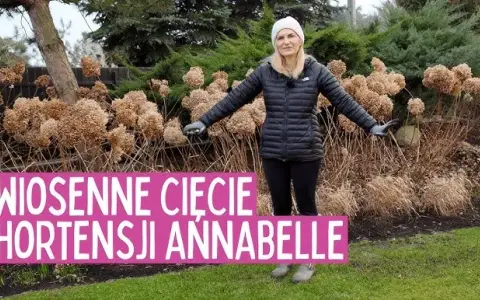 Jak przycinać hortensję Annabelle? Sekrety obfitego kwitnienia