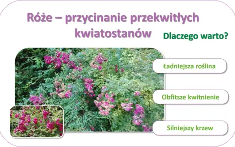 Krzew róży pnącej z fioletowymi kwiatami i zielonymi liśćmi, obok mniejszy obrazek tej samej róży.