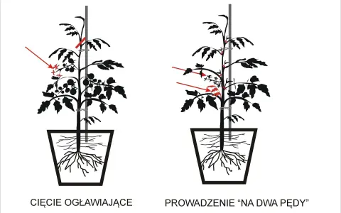 Przycinanie pomidorów koktajlowych: jak, kiedy i dlaczego? Poradnik