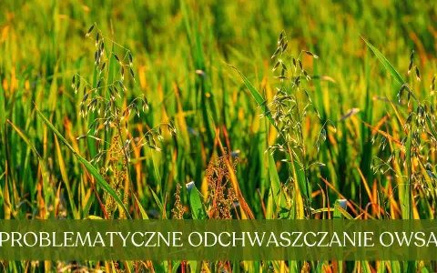 Oprysk na chwasty w owsie: Klucz do plonu? Sprawdź terminy i środki!