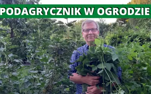 Perz i podagrycznik: Jak skutecznie pokonać chwasty rozłogowe?