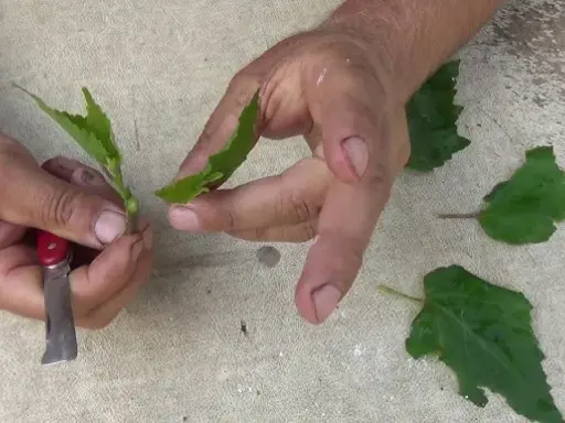 Jak rozmnożyć hibiskus ogrodowy? Sadzonki i nasiona krok po kroku
