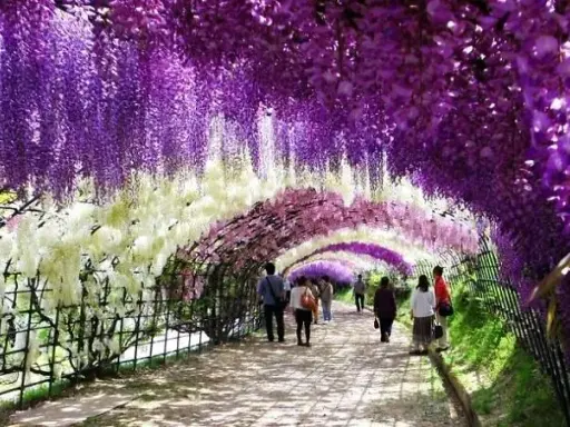 Wisteria: Jaką pergolę wybrać, by nie runęła? Poradnik