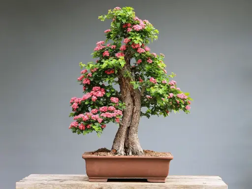 Jak przycinać bonsai? Praktyczny przewodnik krok po kroku