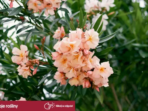 Jak przycinać oleander? Sekret bujnego kwitnienia i zdrowej rośliny