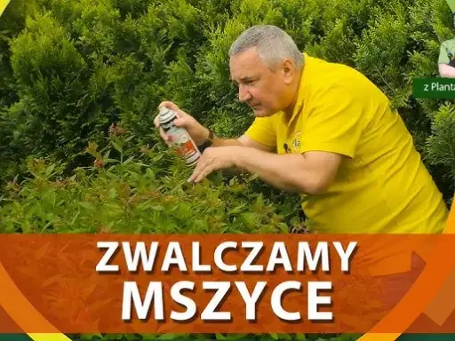 Jak skutecznie zwalczyć mokrzycę w ogrodzie? Poradnik