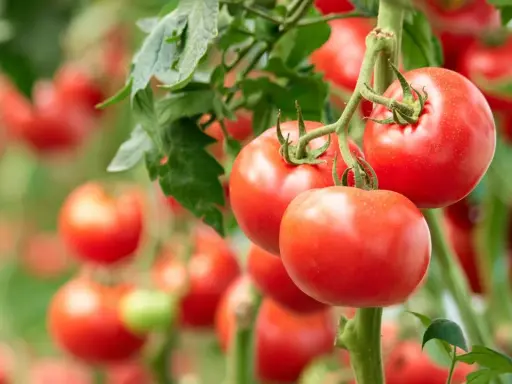 Jak przycinać pomidory? Sekret obfitych plonów i zdrowych krzaków