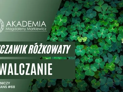 Koniczyna czy chwast? Rozpoznaj szczawik i pozbądź się go z trawnika