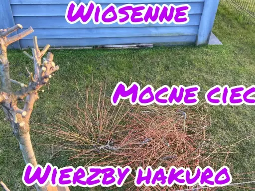 Jak przycinać wierzbę Hakuro Nishiki? Poradnik krok po kroku