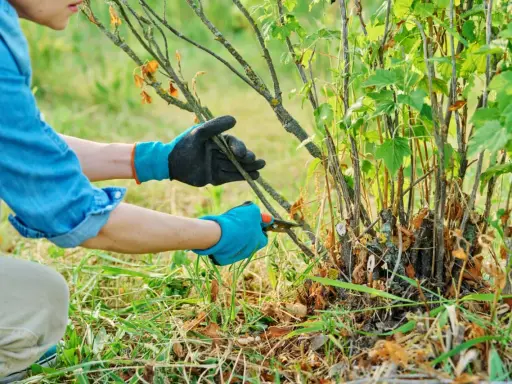 Jak przycinać czarną porzeczkę? Poradnik krok po kroku dla obfitych plonów