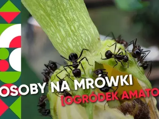 Skuteczne sposoby na mrówki w ogrodzie: domowe i chemiczne