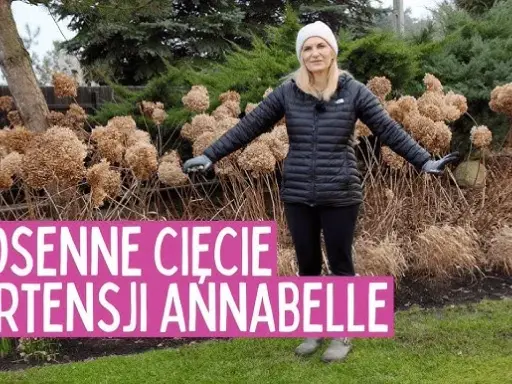 Jak przycinać hortensję Annabelle? Sekrety obfitego kwitnienia