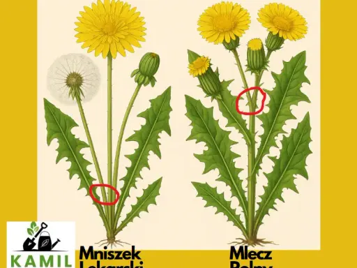 Mniszek lekarski czy mlecz polny? Rozpoznaj chwasty w ogrodzie