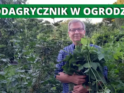 Perz i podagrycznik: Jak skutecznie pokonać chwasty rozłogowe?