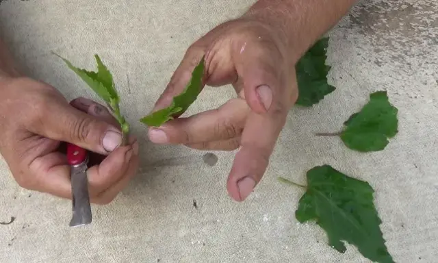 Jak rozmnożyć hibiskus ogrodowy? Sadzonki i nasiona krok po kroku