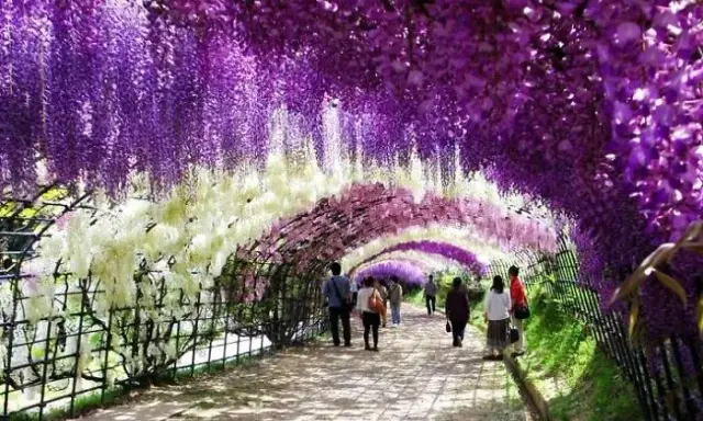 Wisteria: Jaką pergolę wybrać, by nie runęła? Poradnik