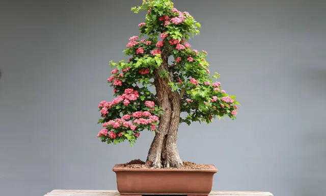 Jak przycinać bonsai? Praktyczny przewodnik krok po kroku