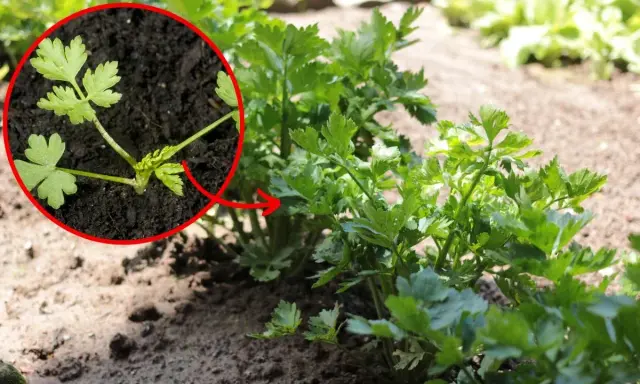 Młode rośliny pietruszki w zbliżeniu, z zaznaczonym na czerwono fragmentem.
