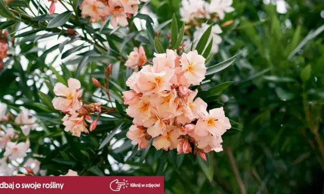 Jak przycinać oleander? Sekret bujnego kwitnienia i zdrowej rośliny