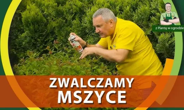 Jak skutecznie zwalczyć mokrzycę w ogrodzie? Poradnik