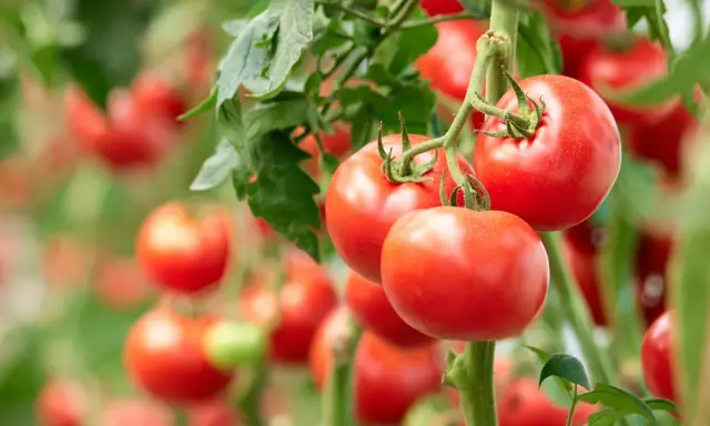 Jak przycinać pomidory? Sekret obfitych plonów i zdrowych krzaków