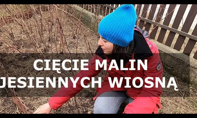 Jak przycinać maliny jesienne? Prosty przewodnik po obfitych plonach