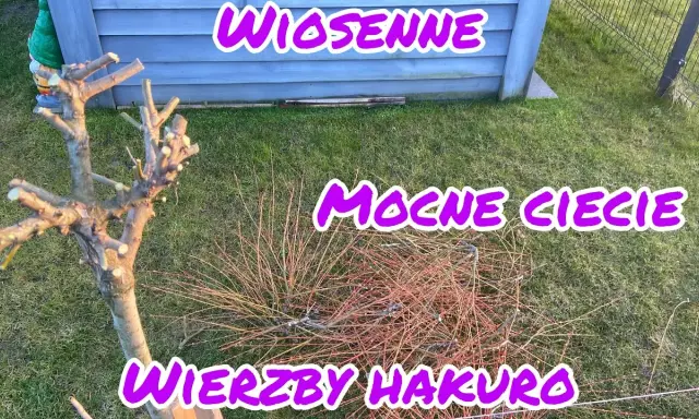 Jak przycinać wierzbę Hakuro Nishiki? Poradnik krok po kroku
