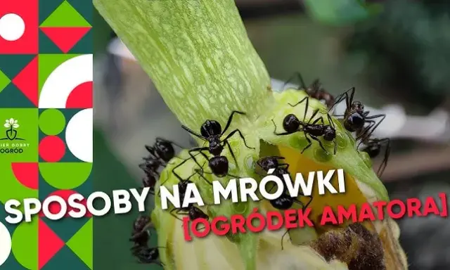 Skuteczne sposoby na mrówki w ogrodzie: domowe i chemiczne