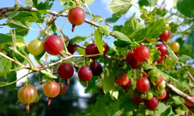 Jak przycinać agrest? Poradnik krok po kroku dla obfitych plonów