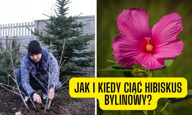 Kiedy przycinać hibiskusa? Wiosna to klucz do obfitego kwitnienia