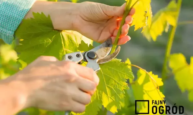 Jak przycinać winogrona? Kompleksowy poradnik krok po kroku