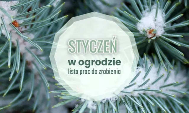 Gałązki świerku pokryte śniegiem z napisem "Styczeń w ogrodzie".
