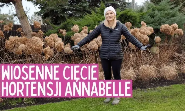 Jak przycinać hortensję Annabelle? Sekrety obfitego kwitnienia