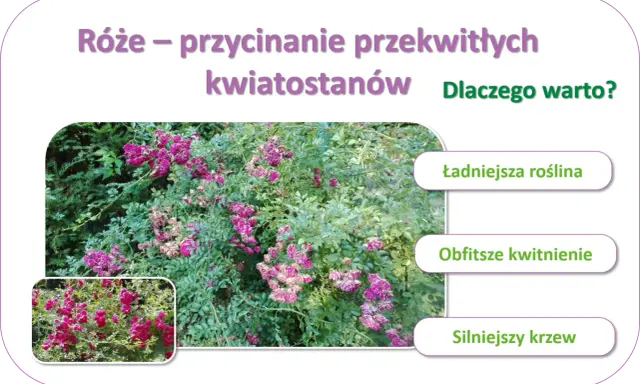 Krzew róży pnącej z fioletowymi kwiatami i zielonymi liśćmi, obok mniejszy obrazek tej samej róży.
