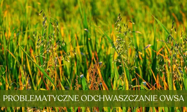 Oprysk na chwasty w owsie: Klucz do plonu? Sprawdź terminy i środki!