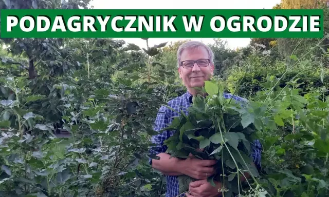 Perz i podagrycznik: Jak skutecznie pokonać chwasty rozłogowe?
