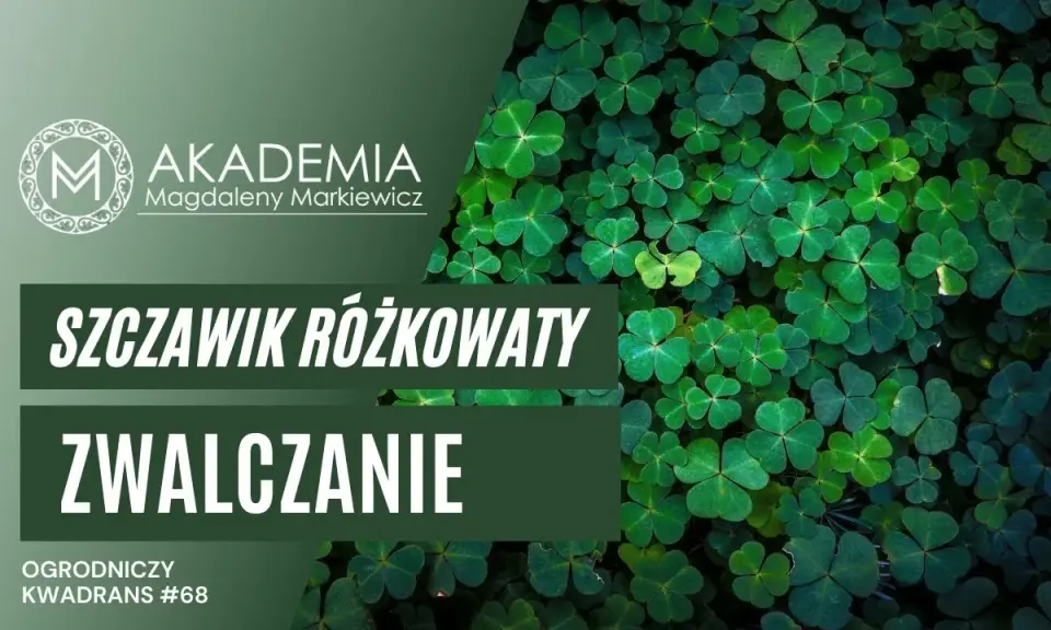 Koniczyna czy chwast? Rozpoznaj szczawik i pozbądź się go z trawnika