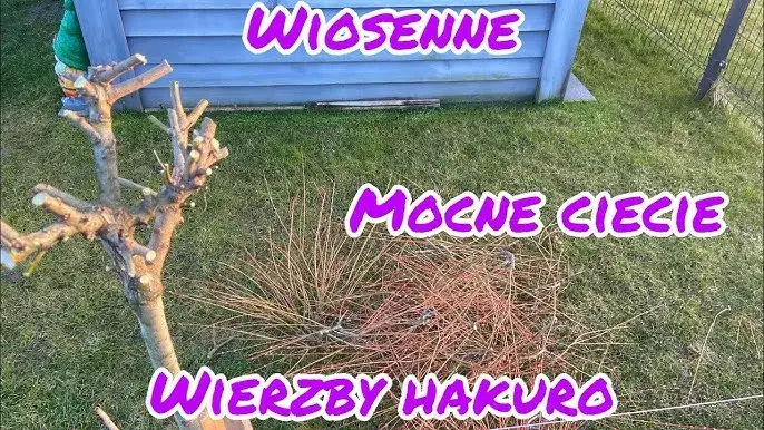 Wierzba Hakuro Nishiki przed i po cięciu