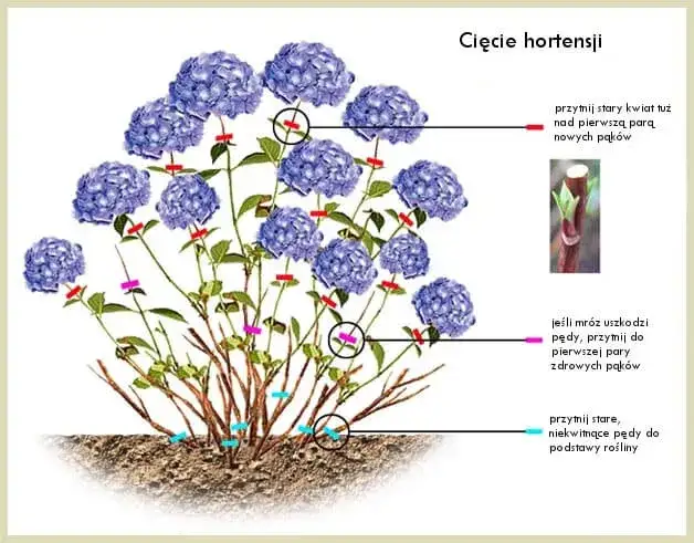 prawidłowe cięcie hibiskusa schemat