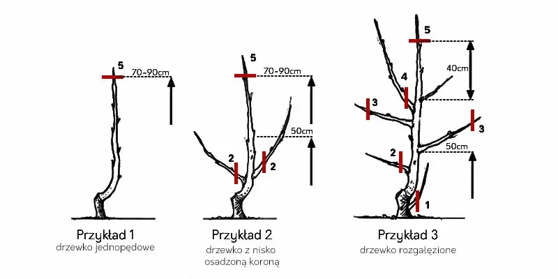 przycinanie drzew owocowych marzec