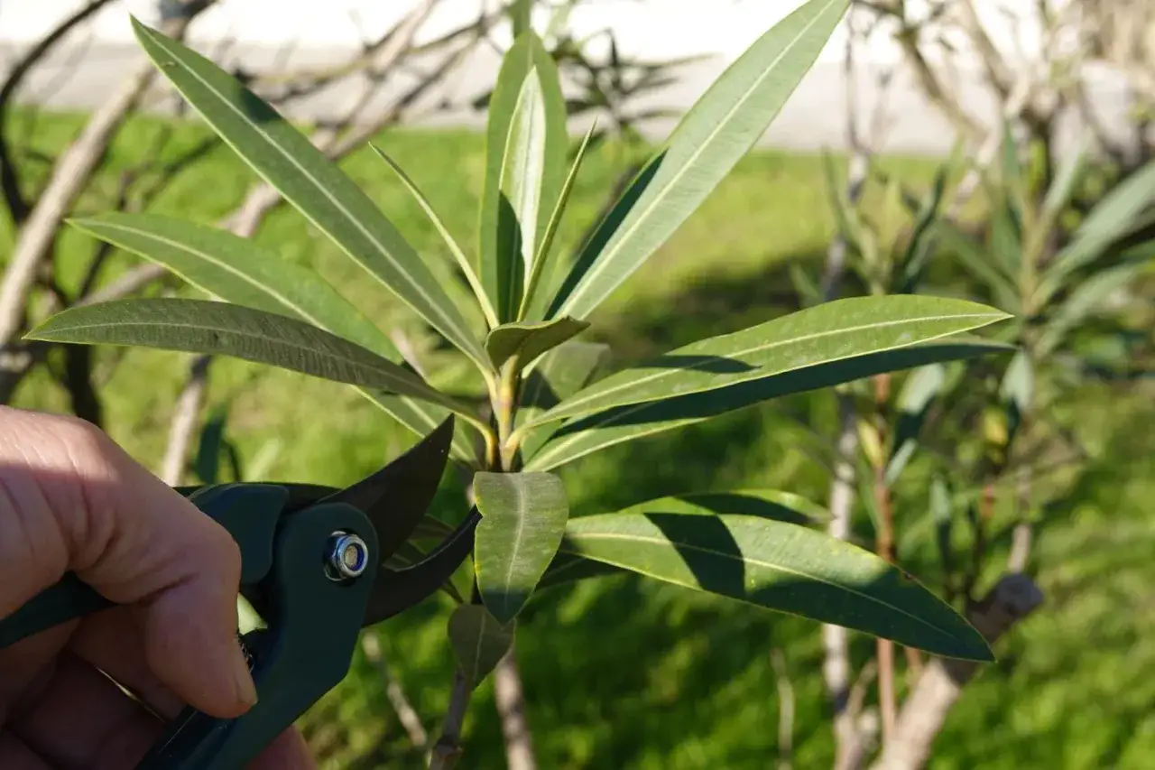 oleander przycinanie kiedy kalendarz