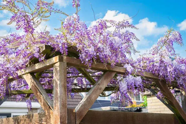 pergola wolnostojąca przyścienna wisteria