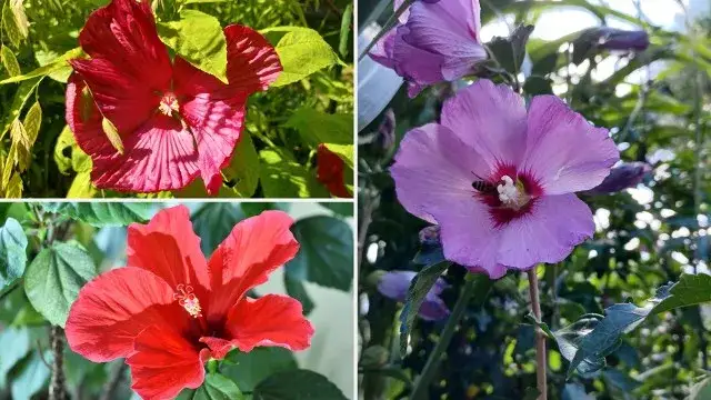 hibiskus syryjski vs hibiskus bylinowy porównanie